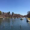 2015井の頭公園の桜