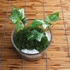 山苔と斑入りヘデラの苔鉢-168