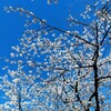 戻るところがあれば、進むのは怖くないんだ、とかいう話。