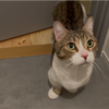トイレに集まってくる愛猫たち╰(*´︶`*)╯♡