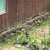 春の陽だまりに現れた黒猫　窓辺から見えた小さな訪問者