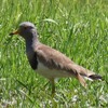 兵庫県東播磨：高砂）JR曽根→鹿島・扇平自然公園、市ノ池公園。ケリ、イソヒヨドリ、シロハラ、ツグミ、ムクドリ、ハクセキレイ、ヤマガラ、エナガ、ツバメ、コサギ、オオバン、カイツブリ、コガモ。