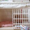 涙やけクリン経過