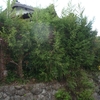 工房建物周辺の庭木剪定