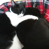 今日の黒猫モモ＆白黒猫ナナの動画ー８０９