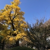 東京へ行ってきました（九品仏浄真寺）。東京はいいね。