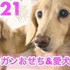 初ヴィーガンおせちを食べながら愛犬リオ＆マイティが新年の抱負を考える2021年