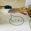 ヒョウモントカゲモドキ（レオパ）を飼う！！【あれ？色が変じゃね？編】