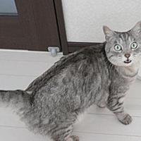 くるねことは マンガの人気 最新記事を集めました はてな