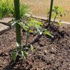 夏野菜に向けてスタートしています