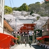 おうちでオンライン花見はいかが？2021年の「桜ドローンプロジェクト」は、和歌山県の紀三井寺からお届け