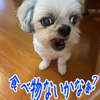 もっくんはテーブルの下で待機です