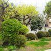 くるみの木の庭の様子