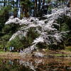 じゅんさい池（新潟市東区）の桜 2021 (4/1) あれ、龍が居た・・・。