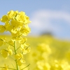 菜の花とほうれん草の栄養と食べ合わせ 食べ過ぎはどう！？