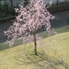 ベランダとHapoさん（母）のお庭でお花見を🌸