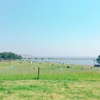 お天気最高！ピクニックにおすすめの葛西臨海公園