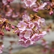 「大漁桜と河津桜」北陸大学太陽が丘キャンパス