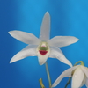 Dendrobium　Natsuhiboshi（夏日星）
