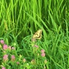 焼けた紫陽花はカット、イワダレソウの移植