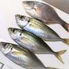 【雑記】魚はいつから釣れるのか。海釣り施設の釣果情報と水温(2022-01-17)