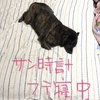 甲斐犬サン時計、更なる崩壊をきたすの巻〜ｱﾋｬﾋｬﾍ(ﾟ∀ﾟ*)ﾉヽ(*ﾟ∀ﾟ)ﾉｱﾋｬﾋｬ‼︎