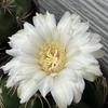 海王丸の花 全開