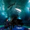 暑すぎるから涼しい曲を弾きたくて、「水族館」はどう？