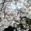 代々木公園の桜