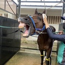 つむじ風に揺れて