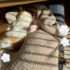今冬の愛猫の寒さ対策を振り返って。