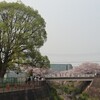 2019年の花見　山崎川　後編