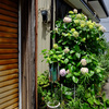 早いのは紫陽花ではなく