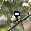朝のユウウツを楽にする方策、ためしてみた。