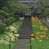 西方寺の彼岸花