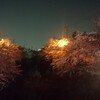 2018年　山崎川の桜　ライトアップ。