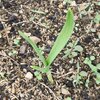 ニンニク、ラッキョウの発芽と成長