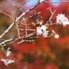 紅葉と冬桜「奥卯辰山健民公園」（前編）