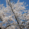 桜をLeica SL2-Sとズミクロン SL50mmで撮影🌸
