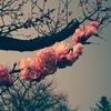 最初は桜の写真から。