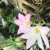 父の日ありがとう！子供たちから声の便り。