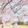 お花見
