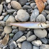 5月4日門川町周辺キス釣り　ゴミ拾いから爆釣へ！ 久しぶりの釣行記