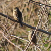 墓地から近い探鳥スポット