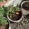鉢サイズ増減