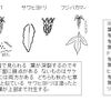 キクバヒヨドリとサケバヒヨドリの腺点有無と葉形