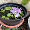布袋草