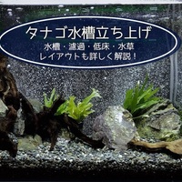 タナゴ水槽の作り方まとめ！タナゴ飼育10年の僕が詳しく紹介し