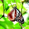 アサギマダラ🦋イトトンボの仲間たち