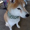 やっぱりこれが好き～シンプルで簡単な犬用クールネックの作り方～その２